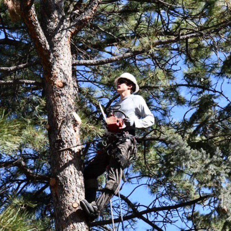 Tree Pruning Tree Pruning