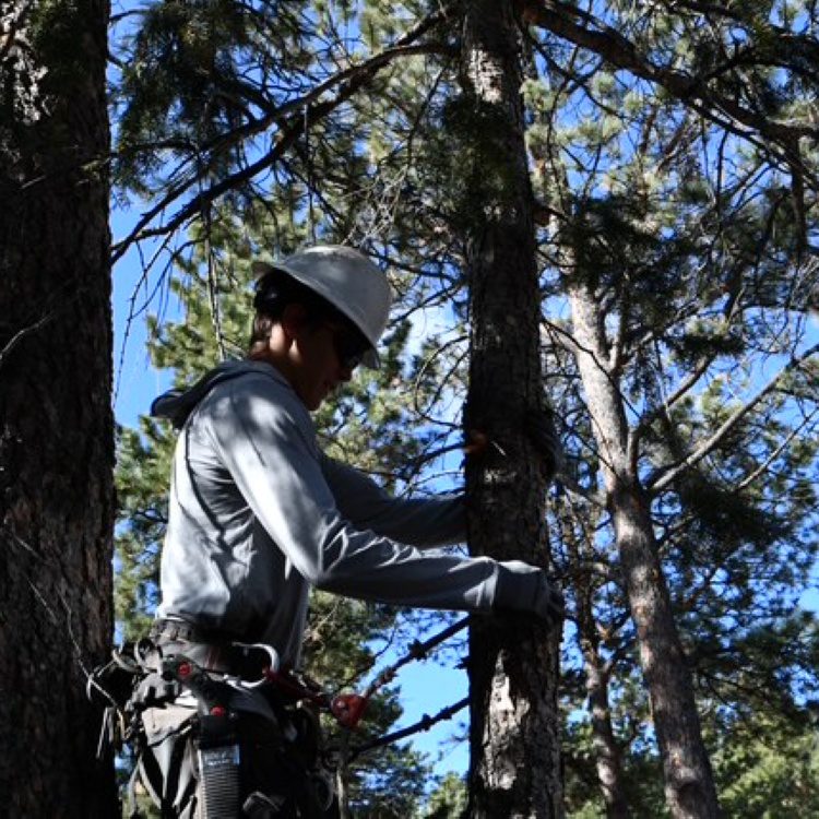 Tree Pruning