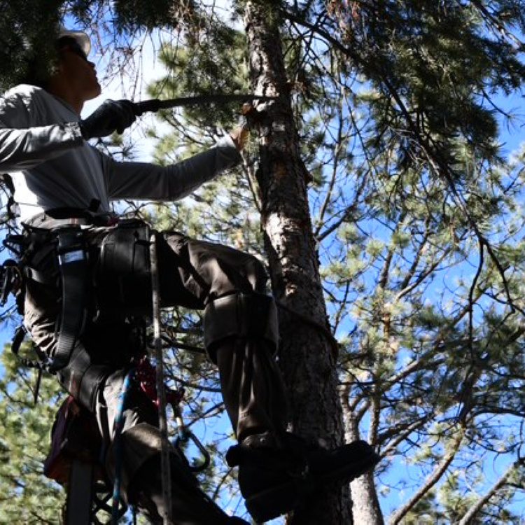 Tree Pruning
