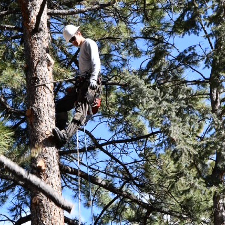 Tree Pruning Tree Pruning