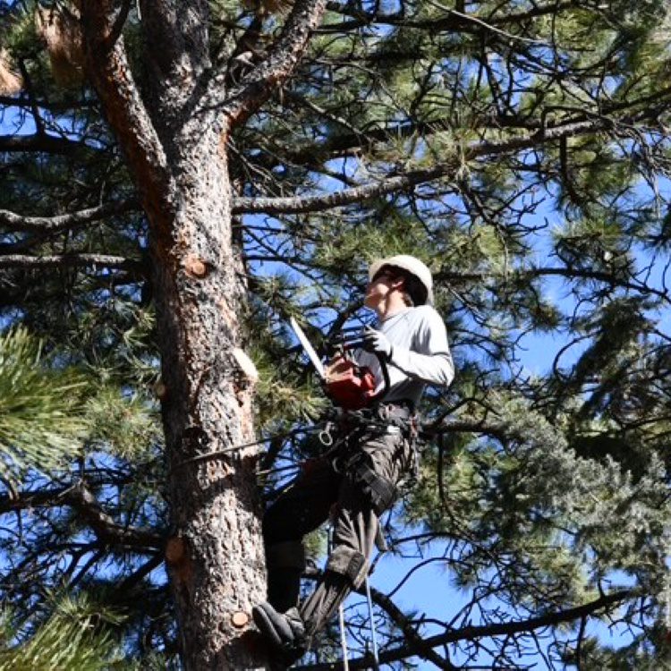 Tree Pruning