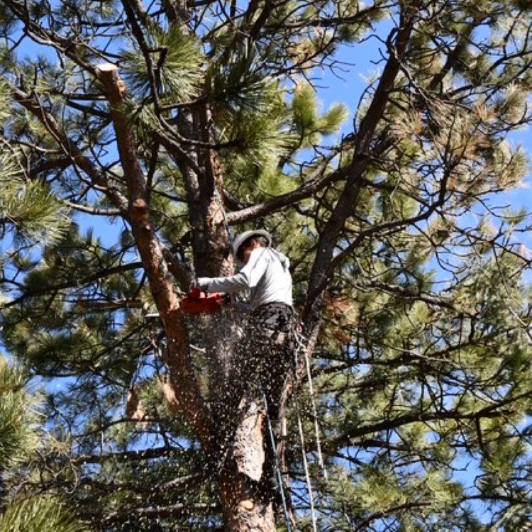 Tree Removal