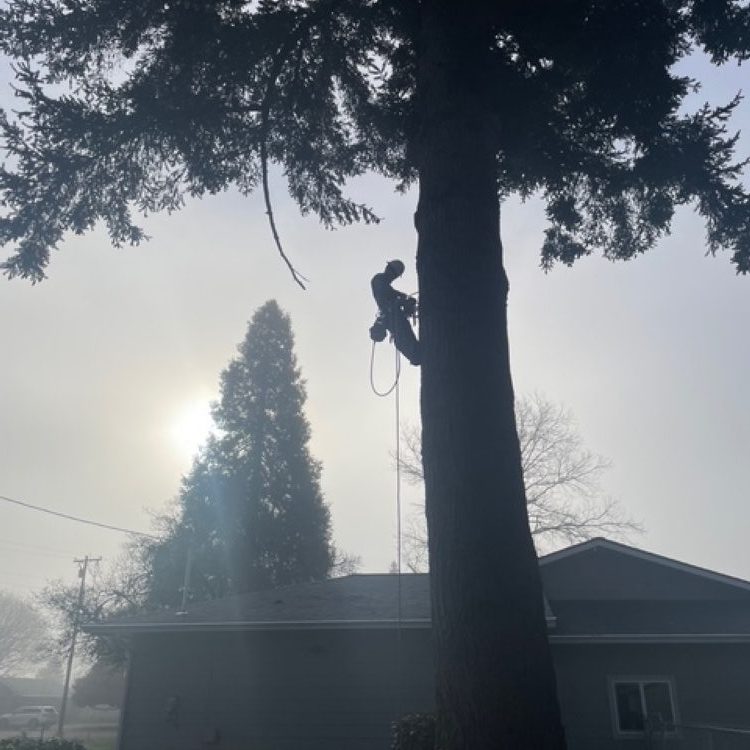 Tree Pruning Tree Pruning