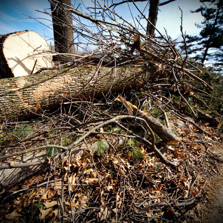 Storm Cleanup Storm Cleanup