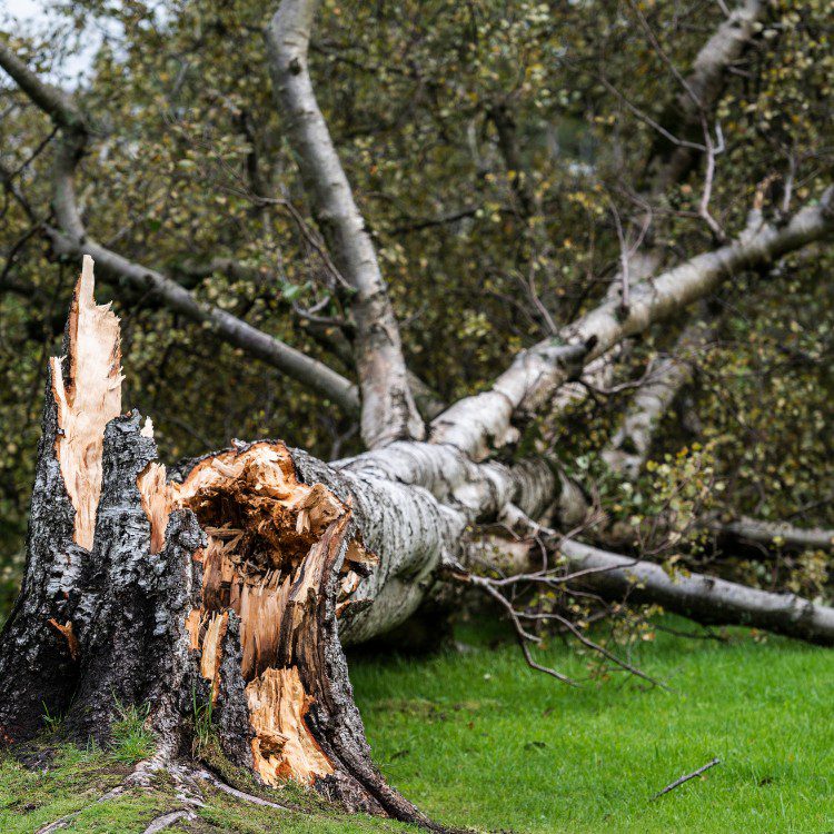 Storm Cleanup Storm Cleanup