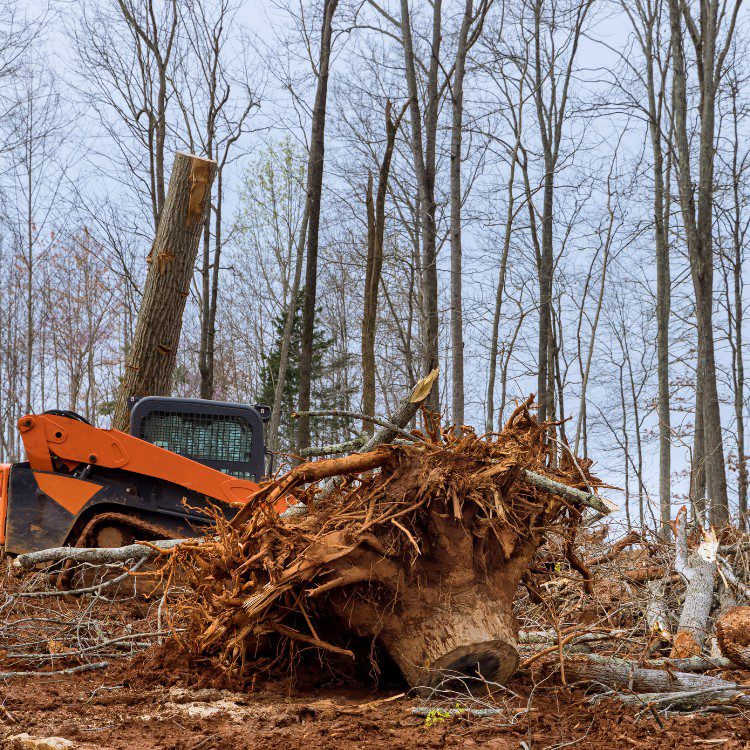Land Clearing Land Clearing