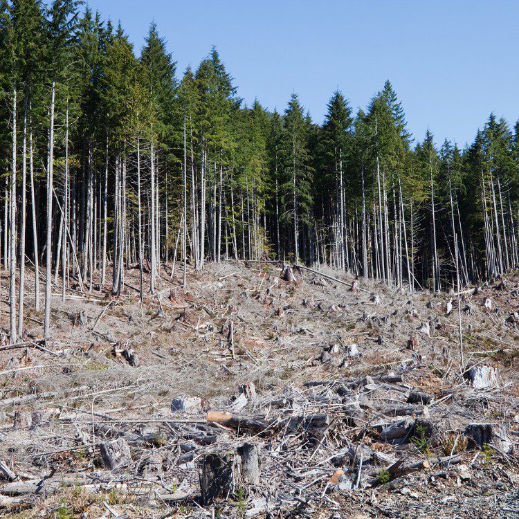 Fire Mitigation Fire Mitigation