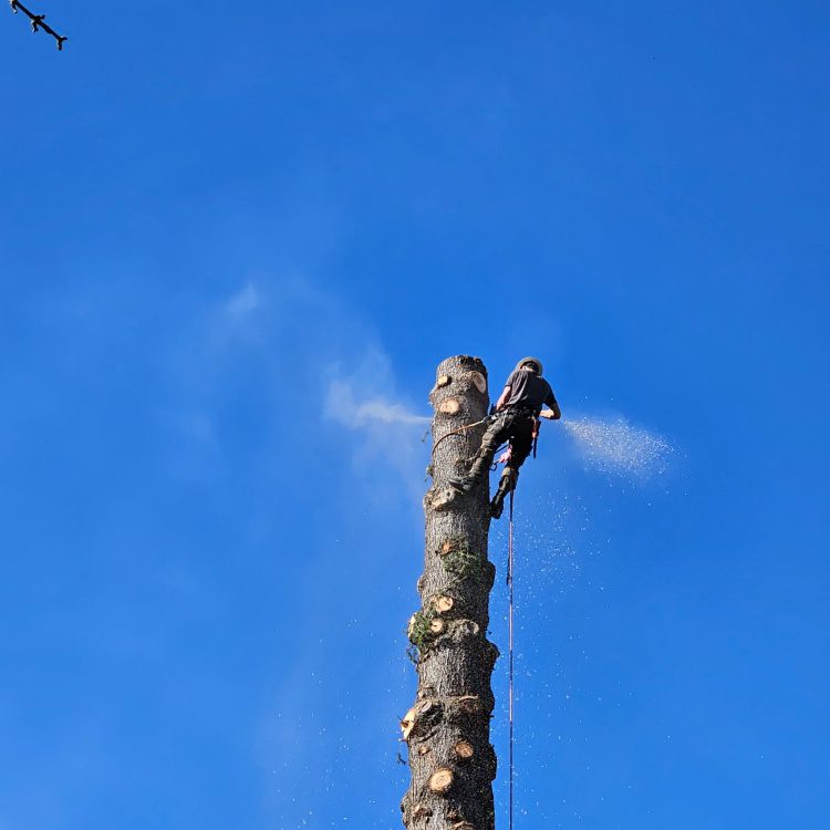 Tree Removal