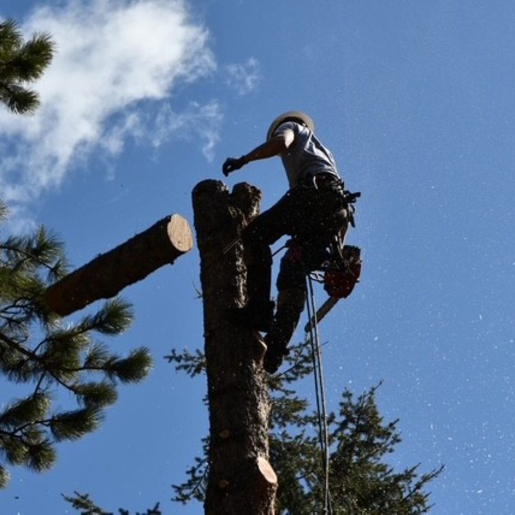 Tree Removal
