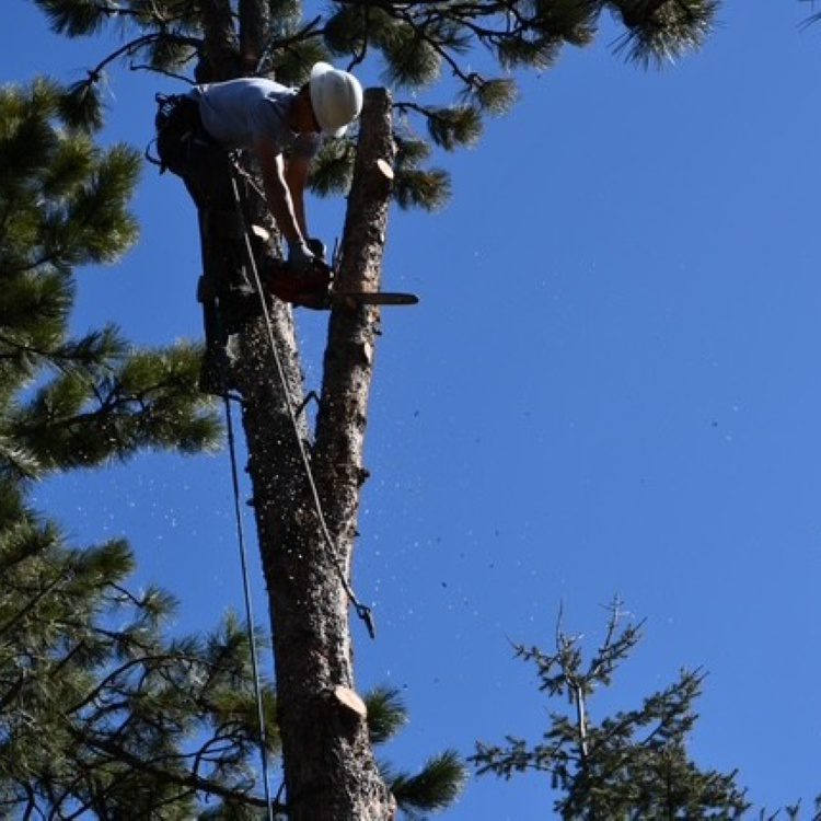 Tree Pruning