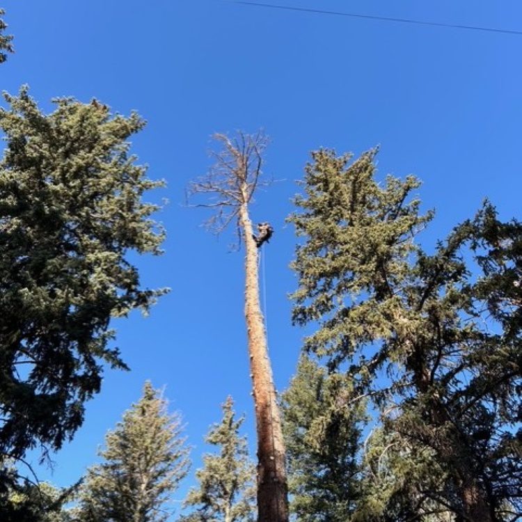 Tree Removal