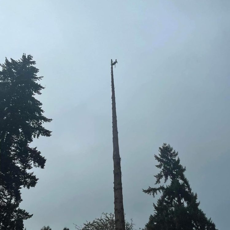 Tree Removal