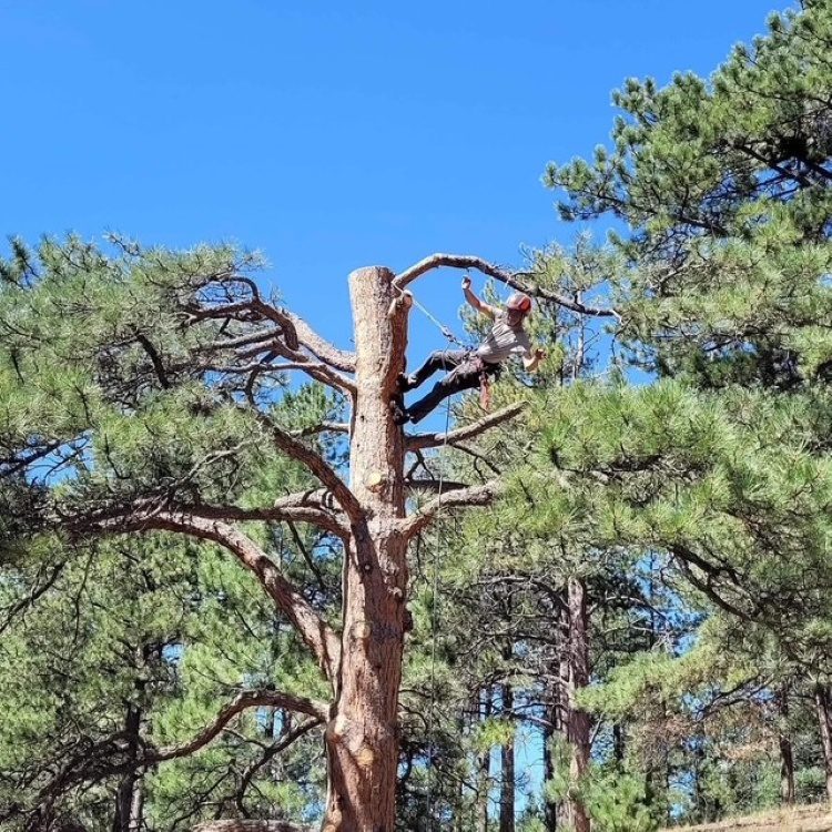 Tree Removal