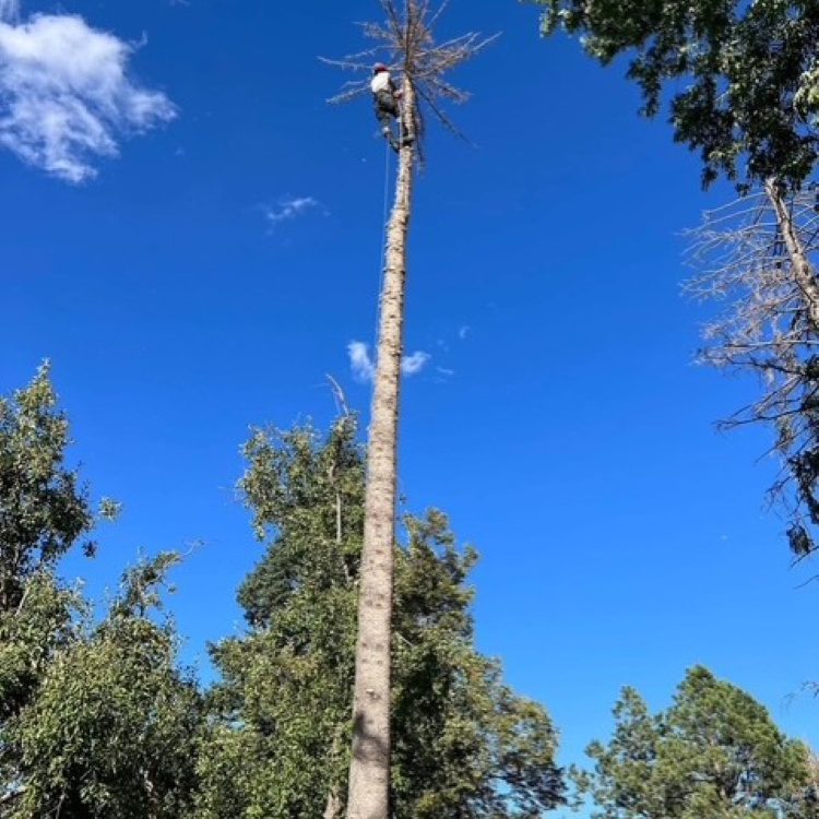 Tree Removal
