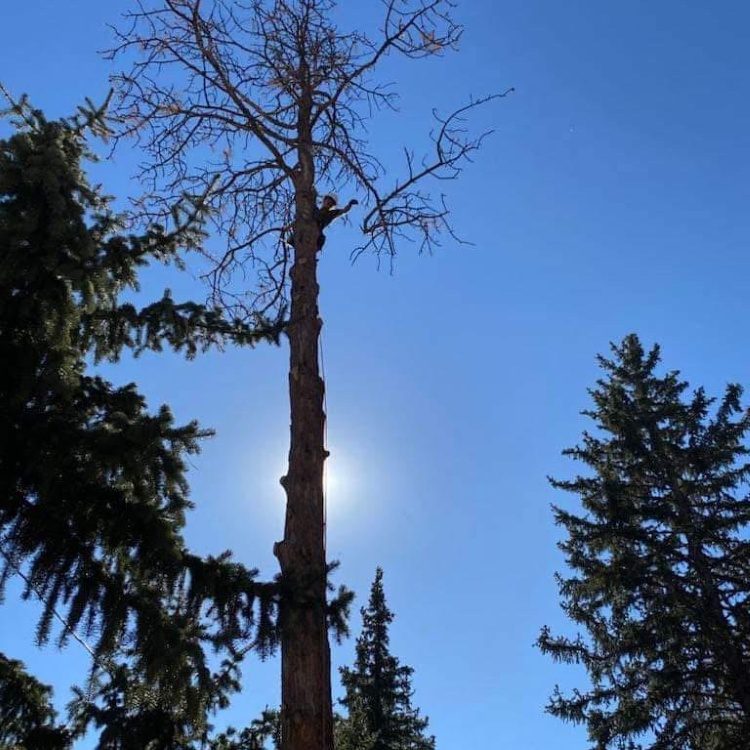 Tree Removal
