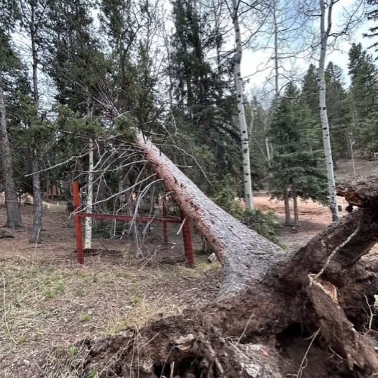 Tree Removal
