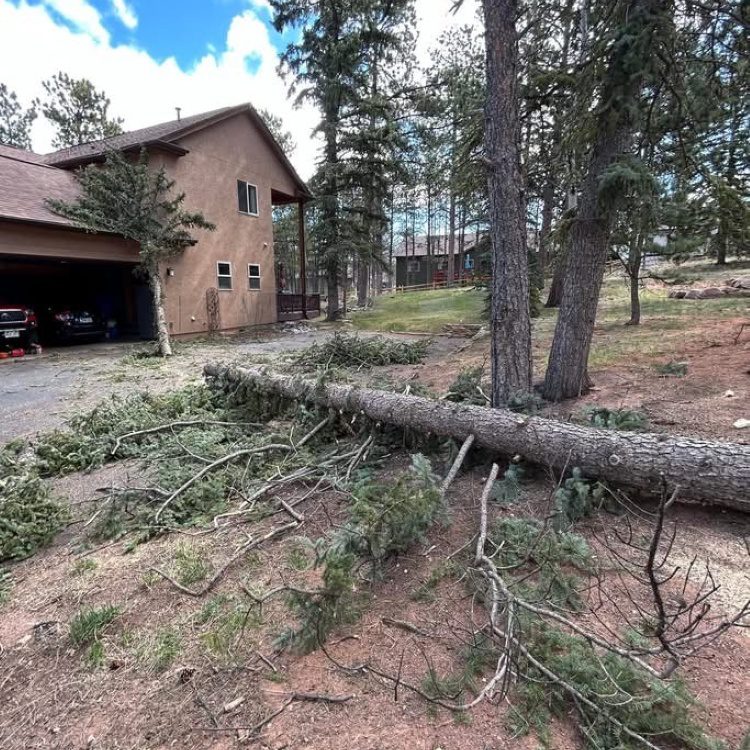 Tree Removal