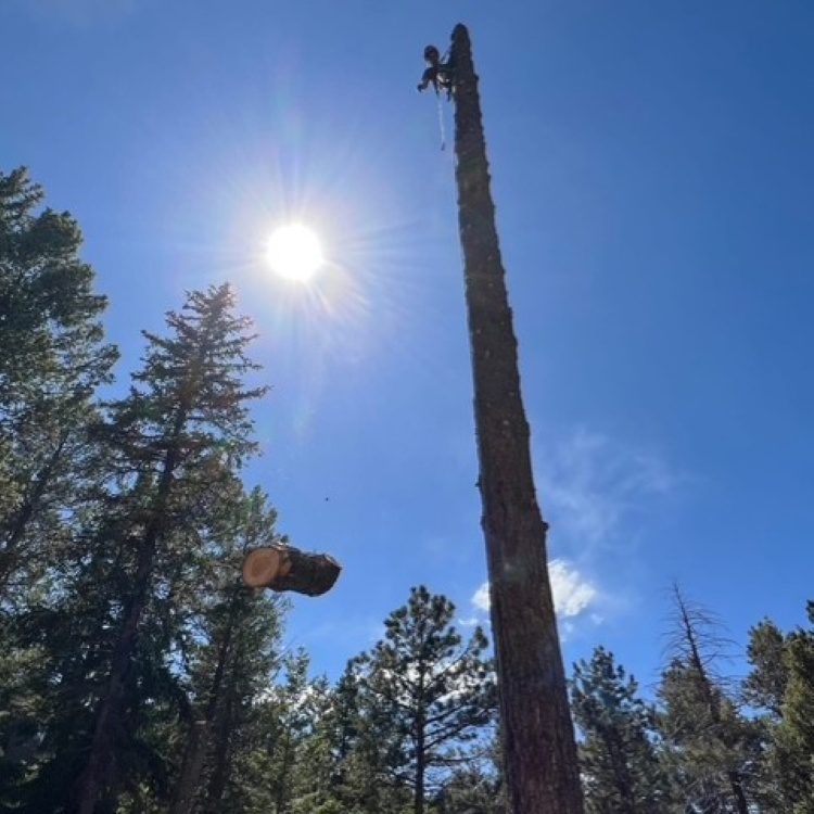 Tree Removal
