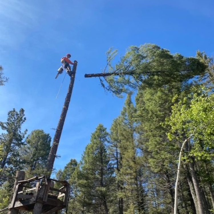 Tree Removal