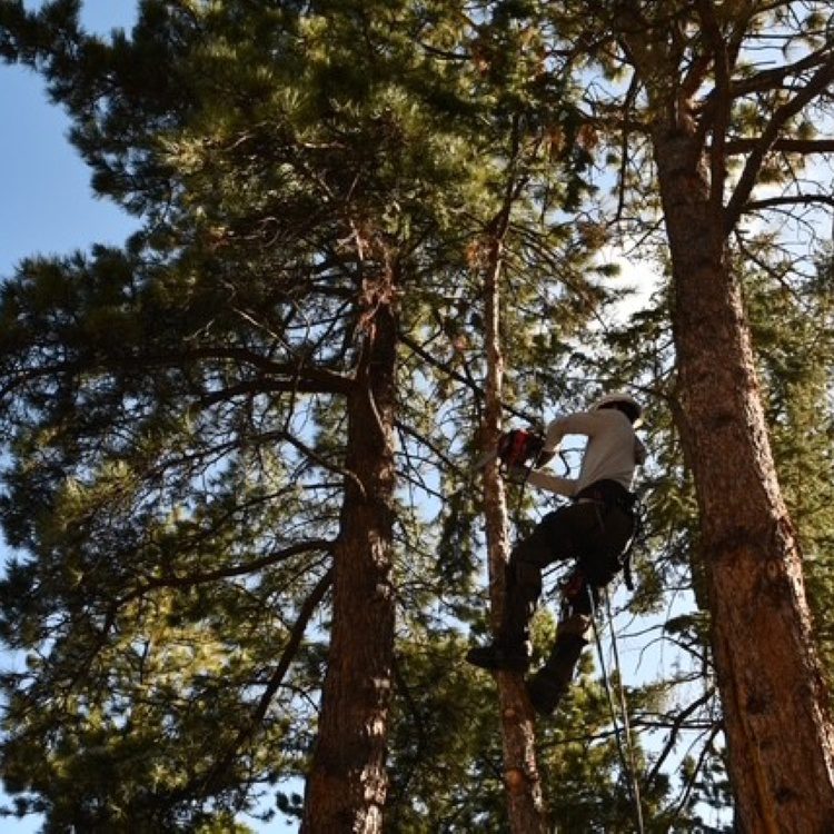 Tree Pruning