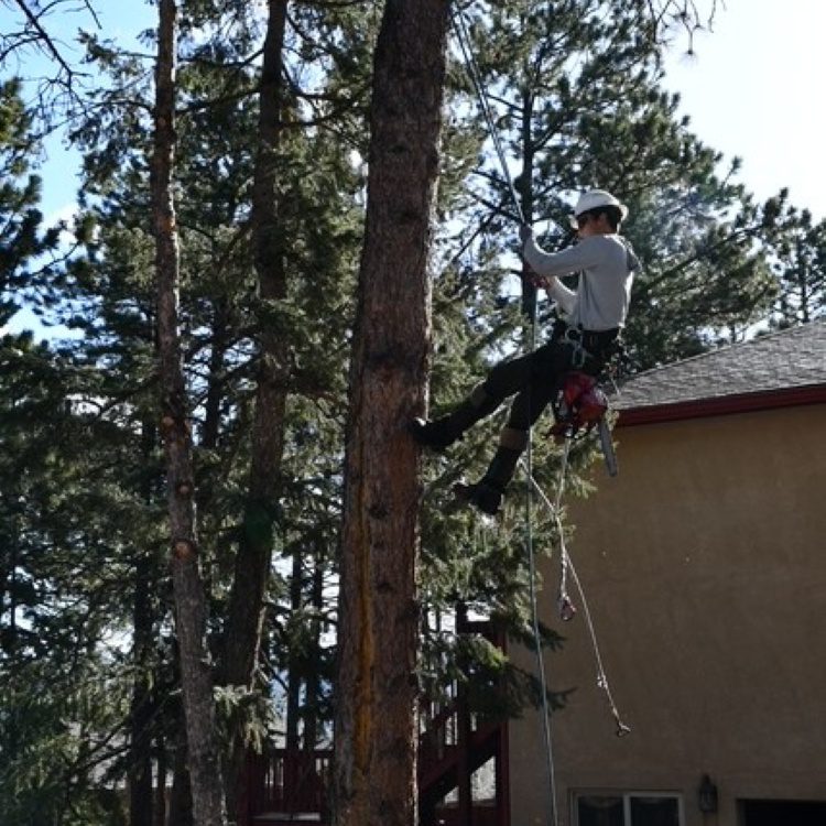 Tree Pruning