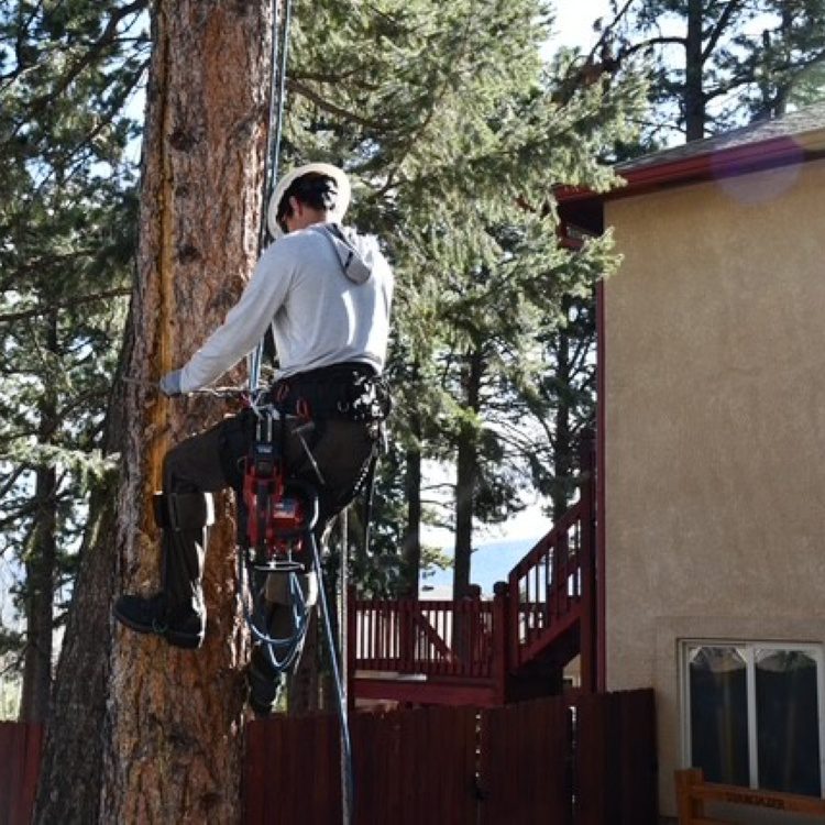 Tree Pruning