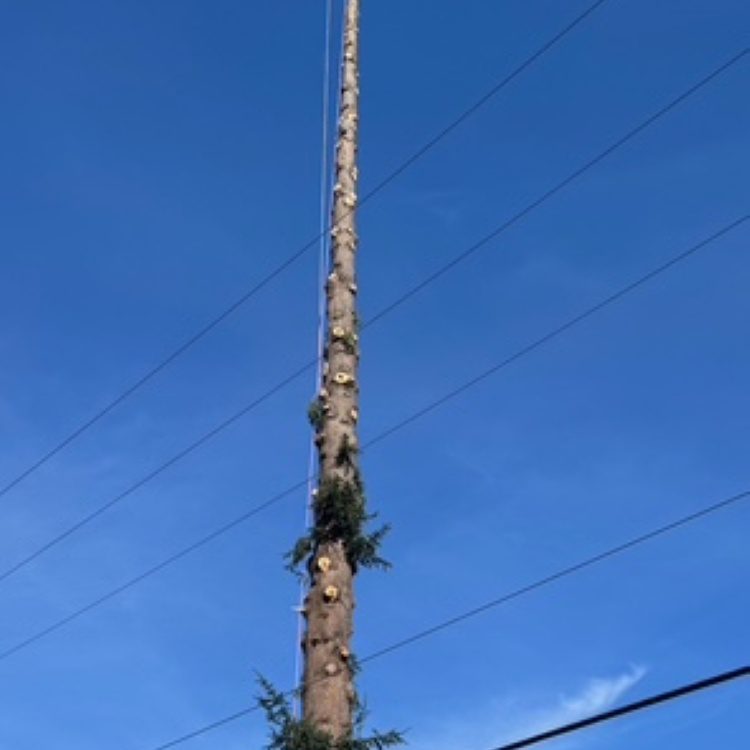 Tree Removal