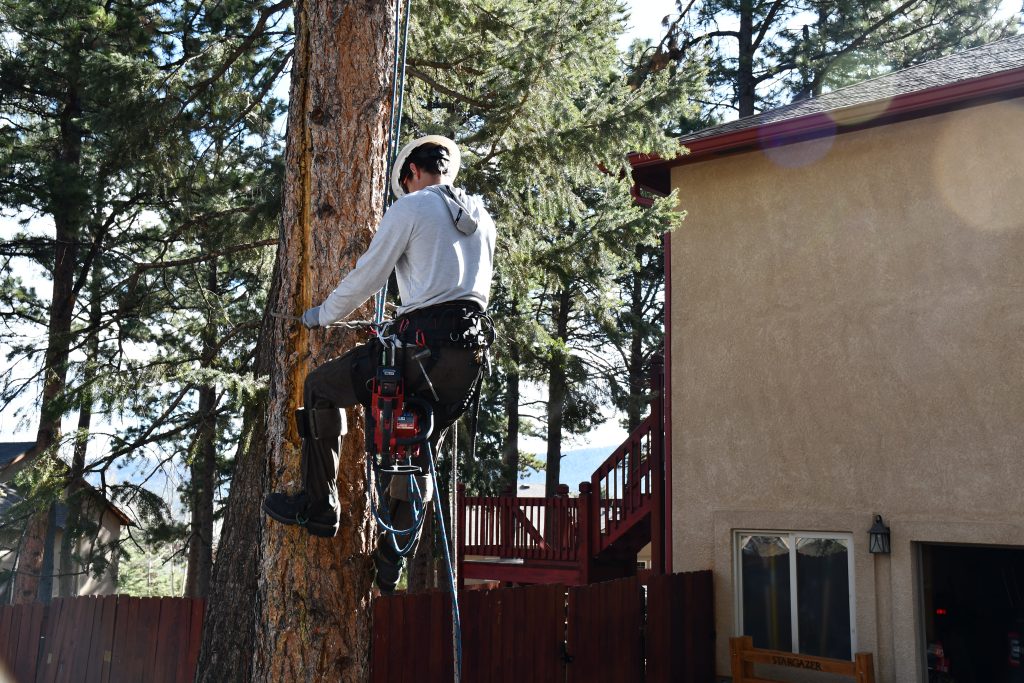 Tree Removal